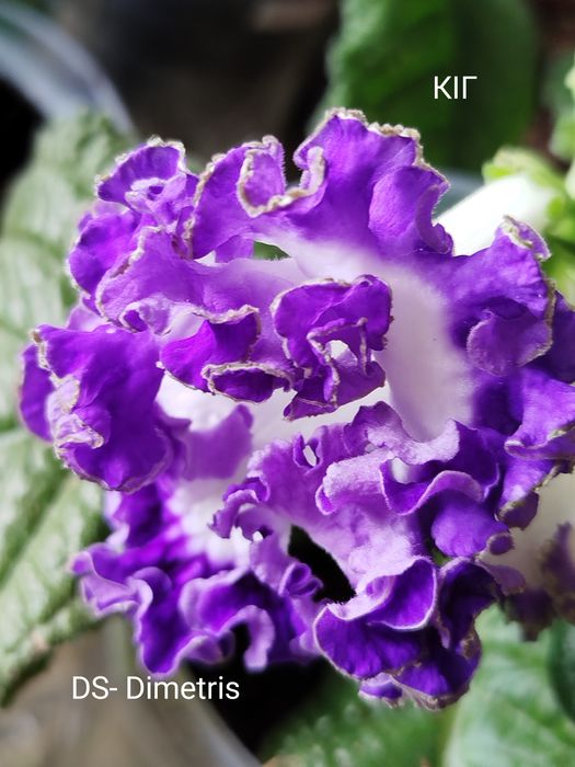 Стрептокарпуси(дітки)