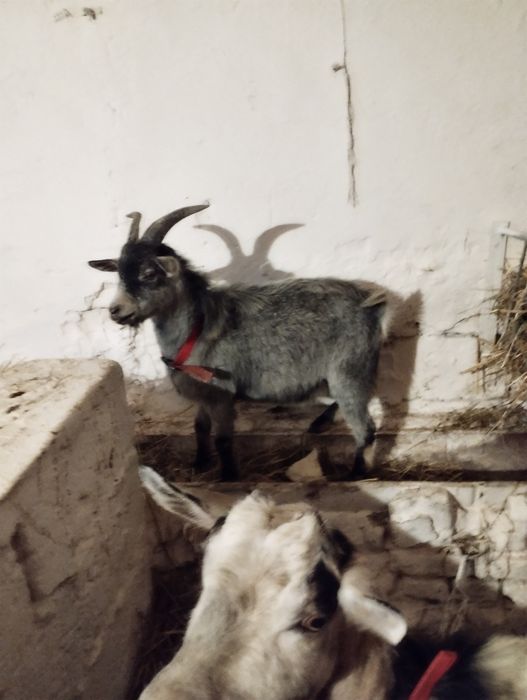 Sprzedam capka  około 5 miesięcy