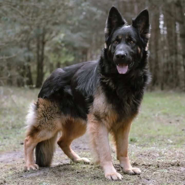 Owczarek niemiecki do adopcji
