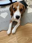 Oddam Beagle półrocznego