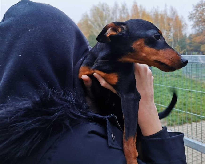 Pinczer miniaturowy- szczenię rodowód ZKwP(FCI)