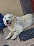 Golden Retriever  Samiec 8 mcy odchowany z rodowodem