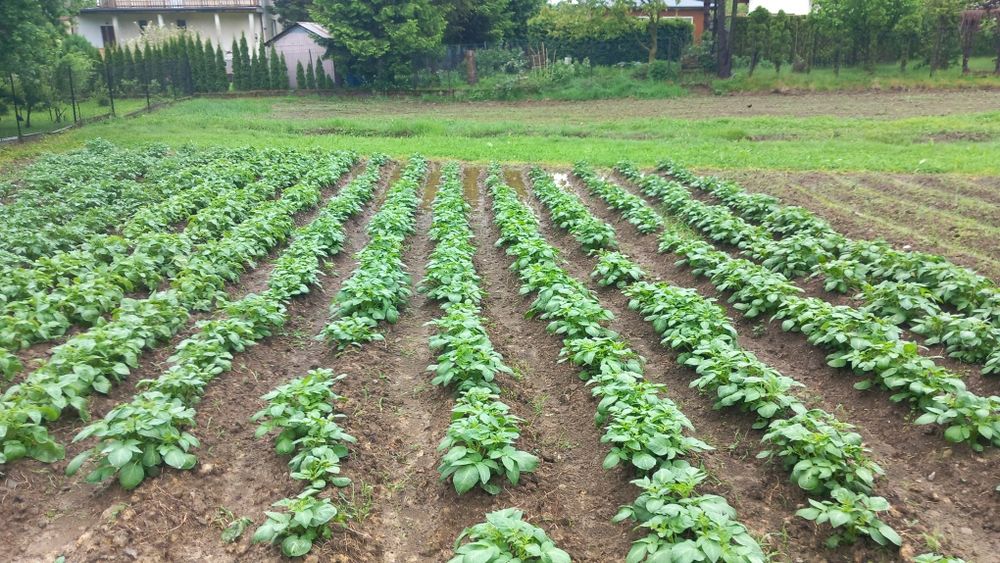 Ziemniaki jadalne , ziemniaki odpadowe , zboże, siano , słoma