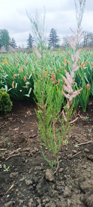 Саджанці тамариксу