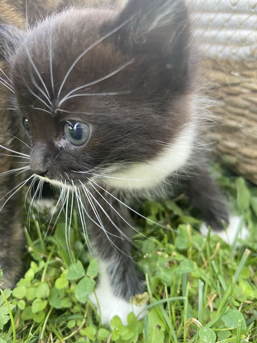 Даю кошеня в добрі руки