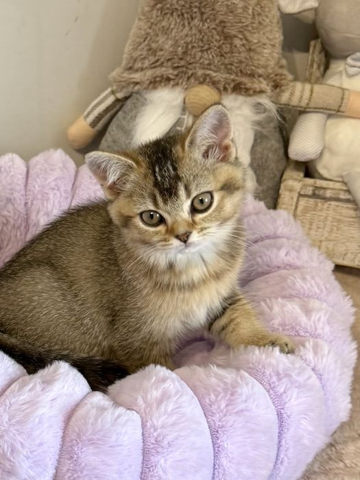 Kotka brytyjska czarny złoty ticked