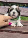 Śliczna suczka shih tzu