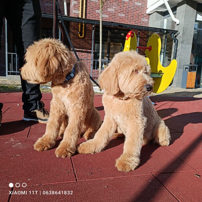 Шикарні малюки goldendoodle (лабрадудль) Київ