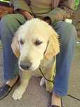 Golden retriever     FCI/   ZKwP   kremowy piękny piesek