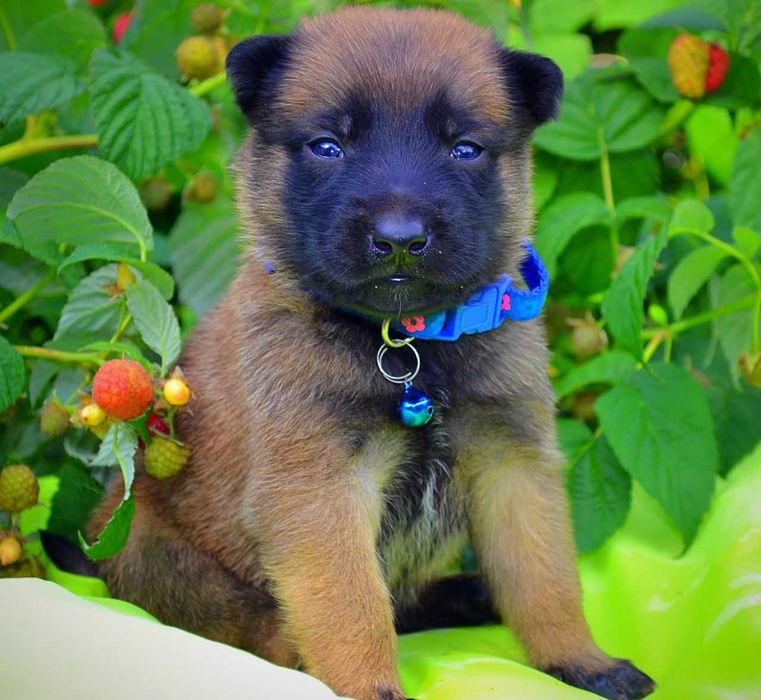 Кобели малинуа! Щенки бельгийской овчарки мальчики!