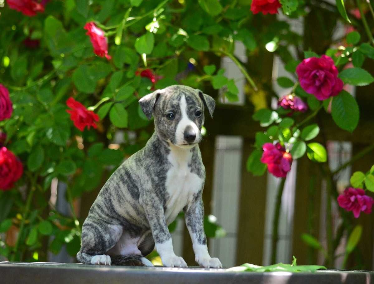 Whippet chart angielski piesek hodowla FCI