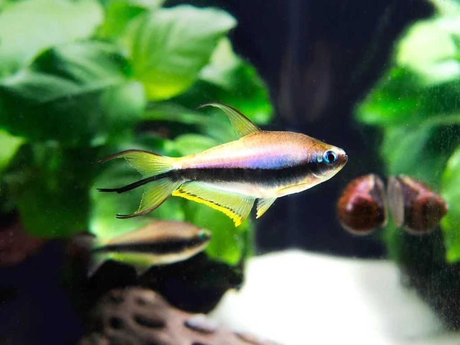 Tetra Imperador (Nematobrycon palmeri)