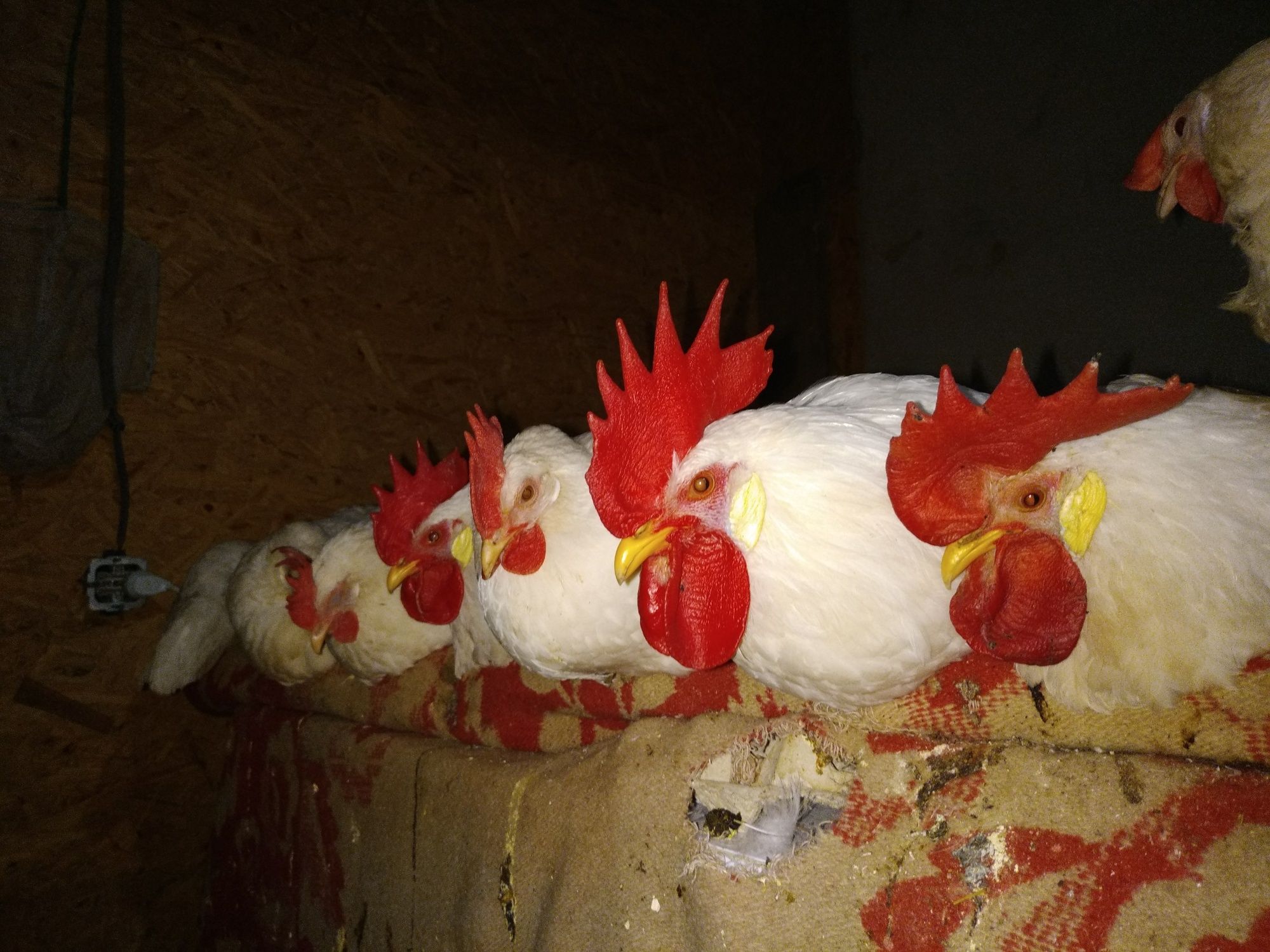 Куры и цыплята, запись на яйцо инкубационное
