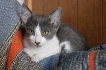MACHO | Gatinho disponível para adoção responsável