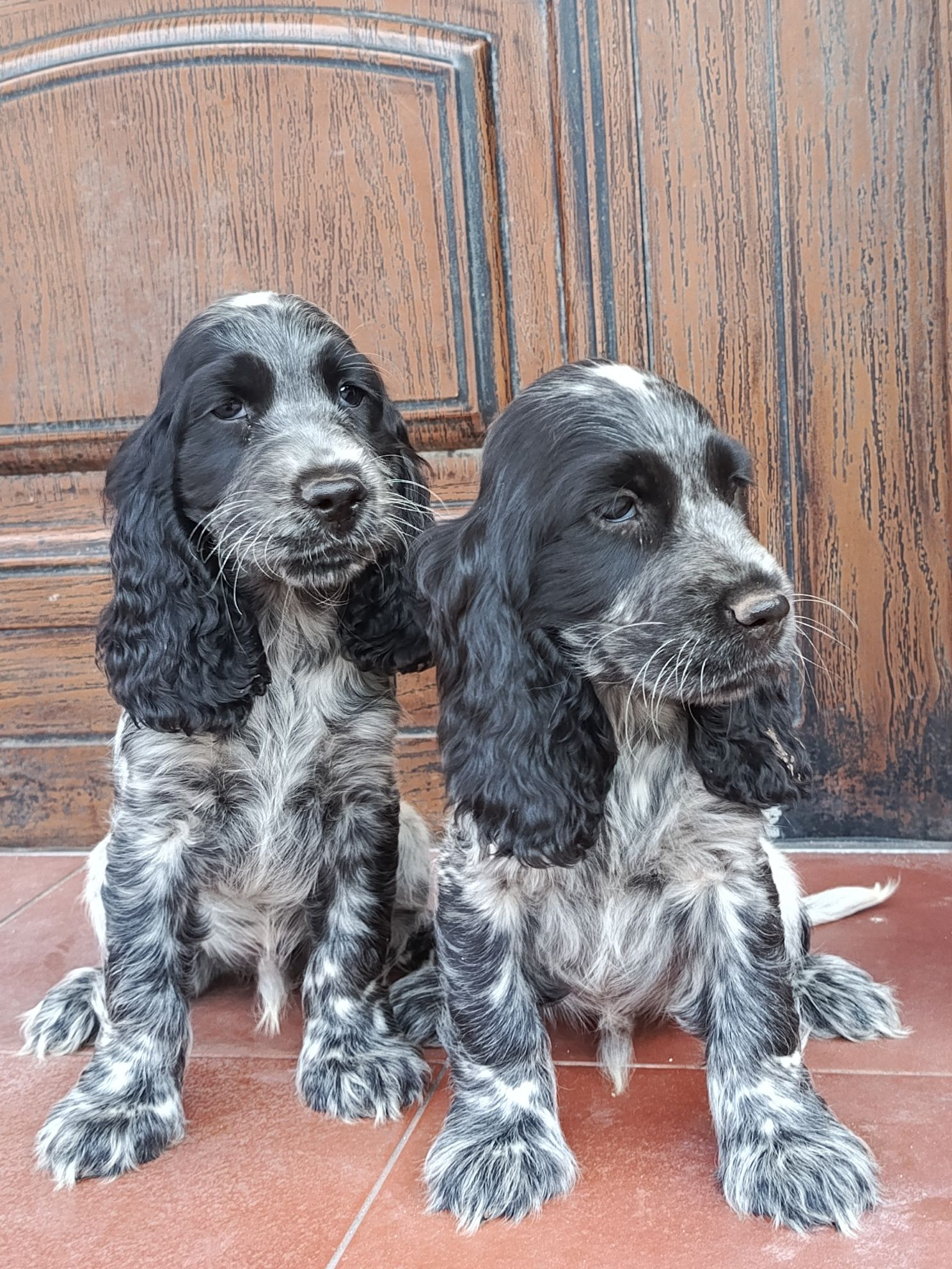 Piesek Cocker Spaniel