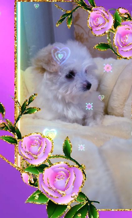 Продам Мальтипу Ф1  есть 4 девочки.