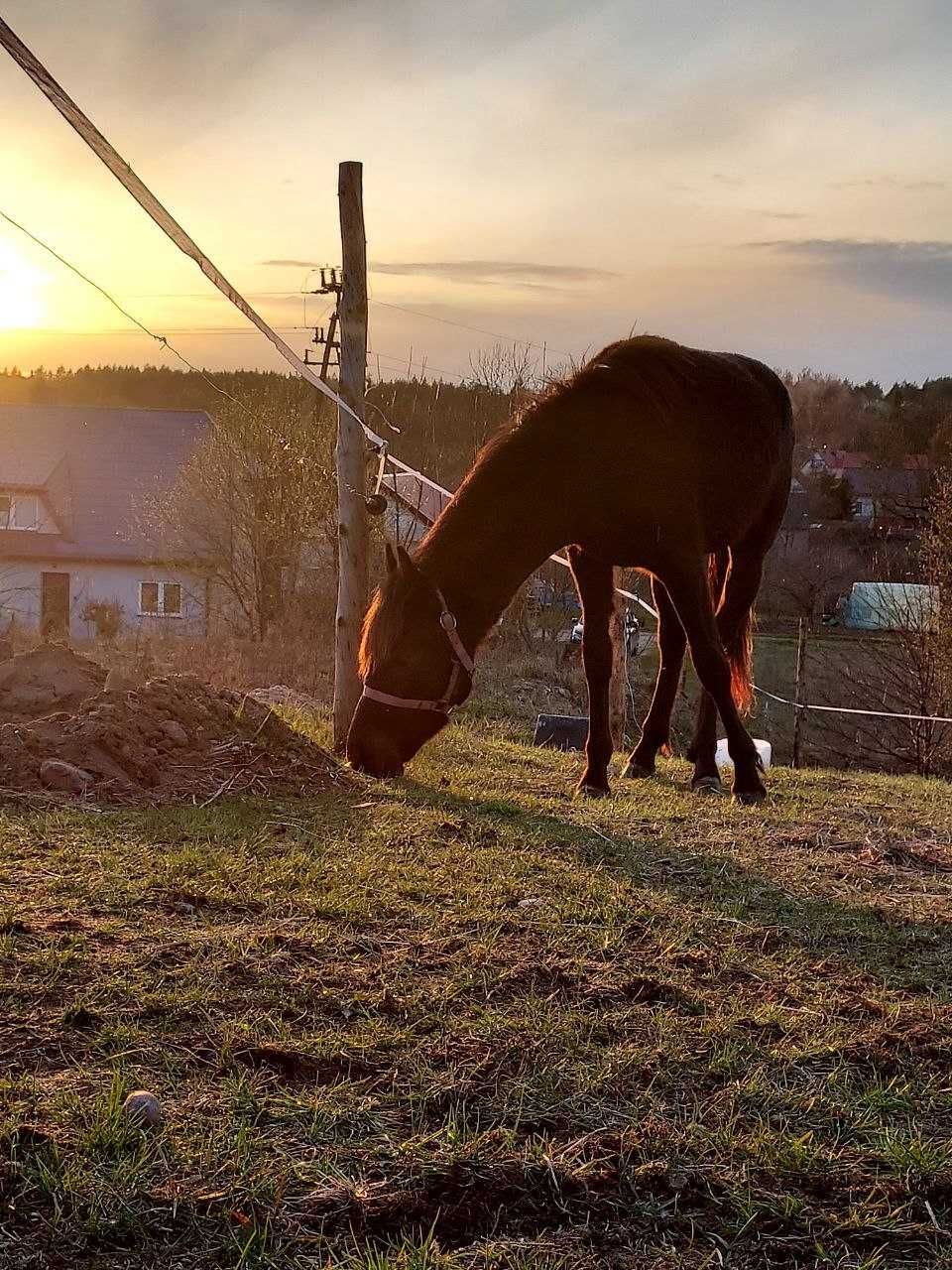 Sprzedam Ogiera 16 miesiecznego