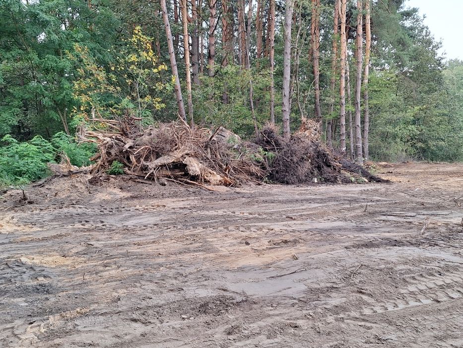 Korzenie dębu, brzozy, osiki, sosny