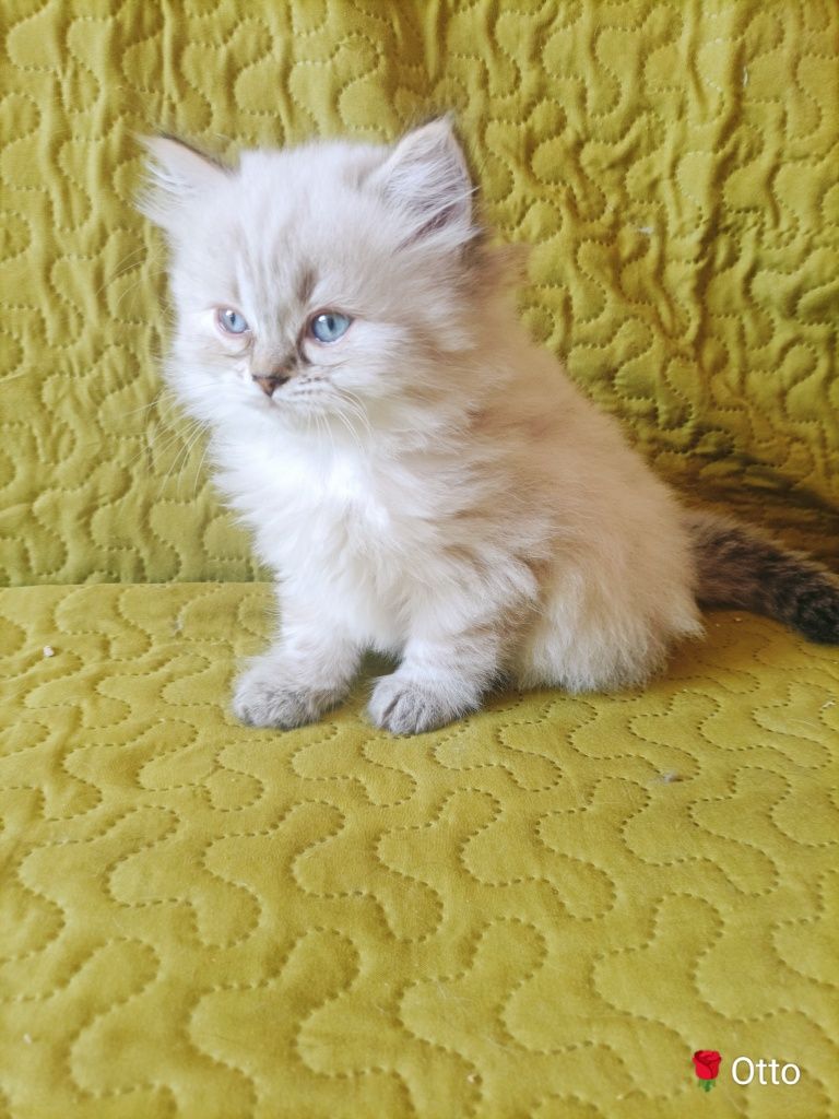 Kot brytyjski kocur kocurek point niebieskie oczy FPL