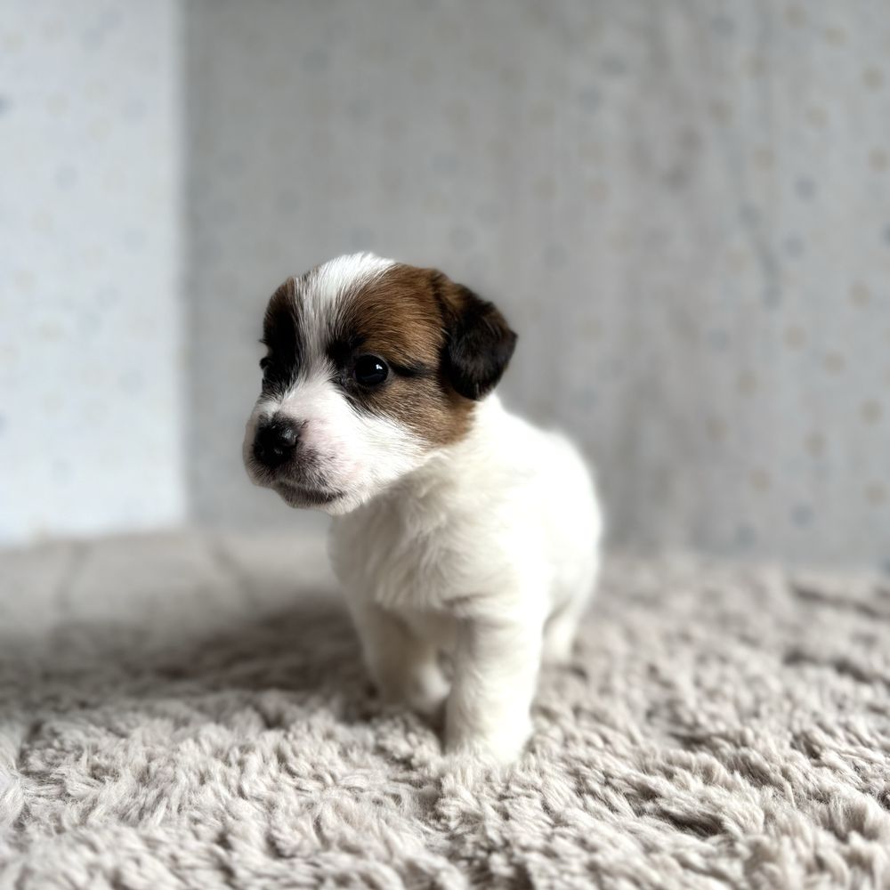 Jack Russell Terrier- biało-brązowy piesek z rodowodem FCI