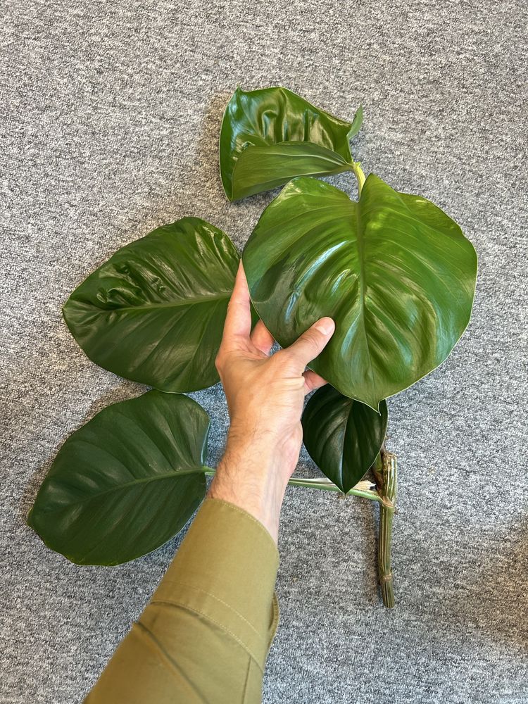Epipremnum marble queen variegata nawet 25 cm liść