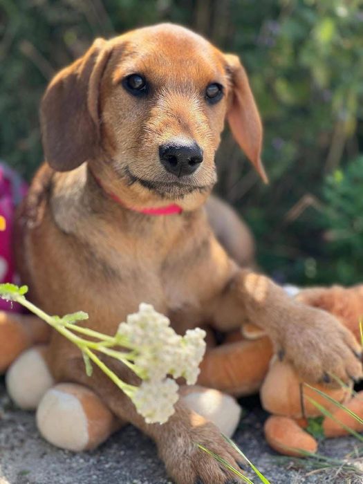 Śliczna suczka szczeniak do adopcji