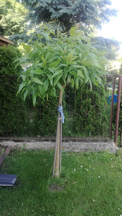 chitalpa taszkiencka szczepiona w doniczce katalpa nana  nowość