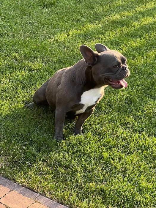 голуба дівчинка шукає сімю