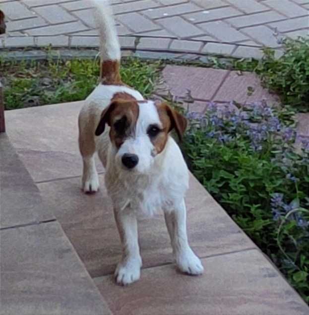 Jack Russell Terrier Szczenię ,piesek  ZKWP FCI