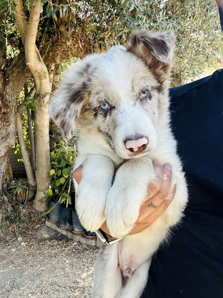 Excelente menino border collie merle olhos claros