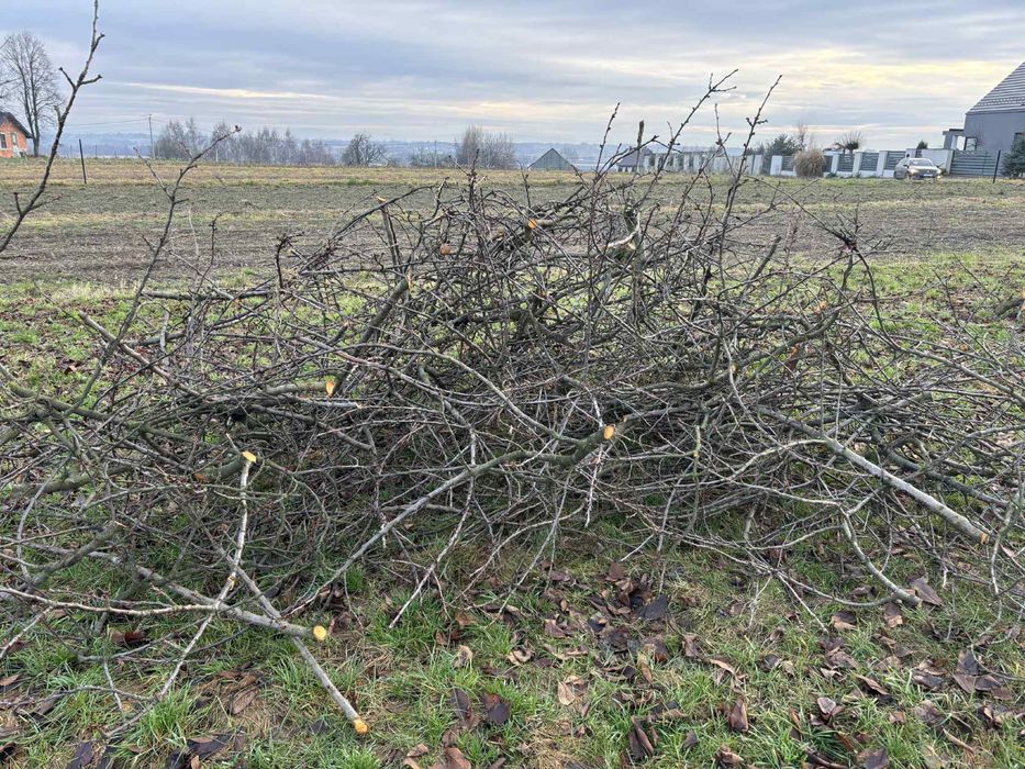 Oddam za darmo galezie