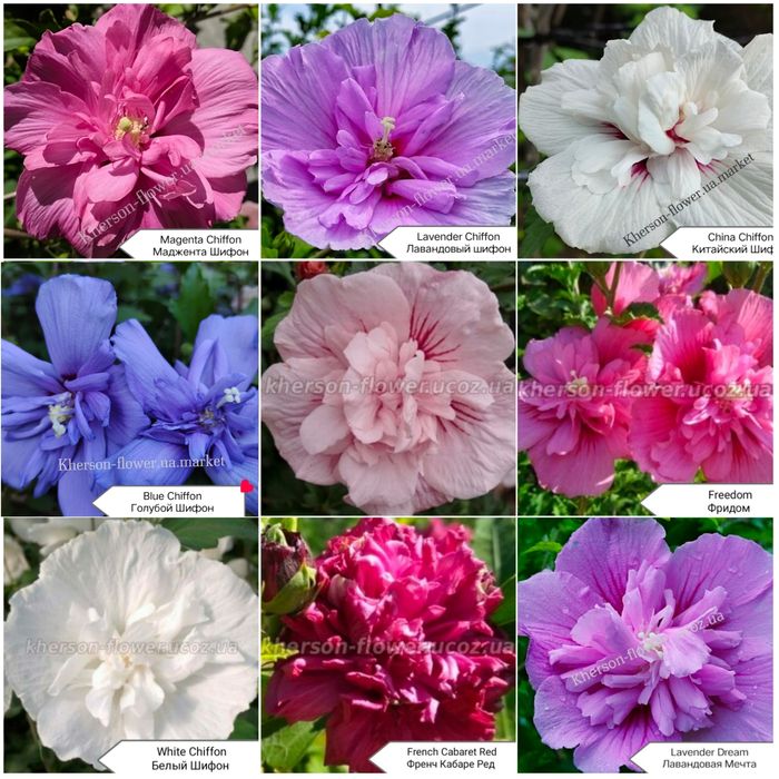 Виолет Клер Дабл - махровый древовидный гибискус