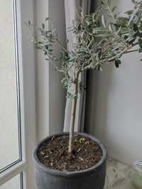 Drzewko oliwkowe / liściaste w doniczce