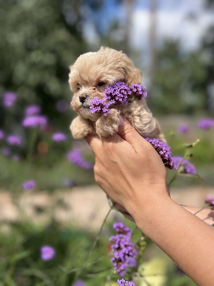 Maltipoo mini suczka mikro