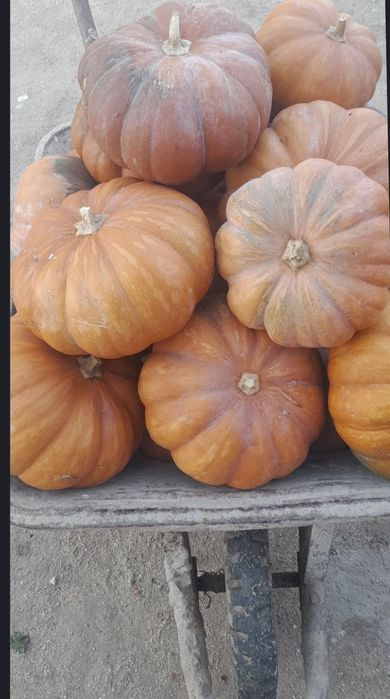 Abobora menina biológica