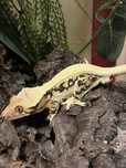 Gekon orzęsiony EM12 Crested Gecko ciliatus SAMIEC Lilly White