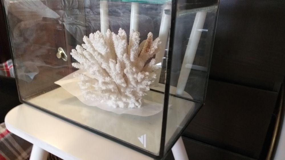 Aquário pequeno com Coral