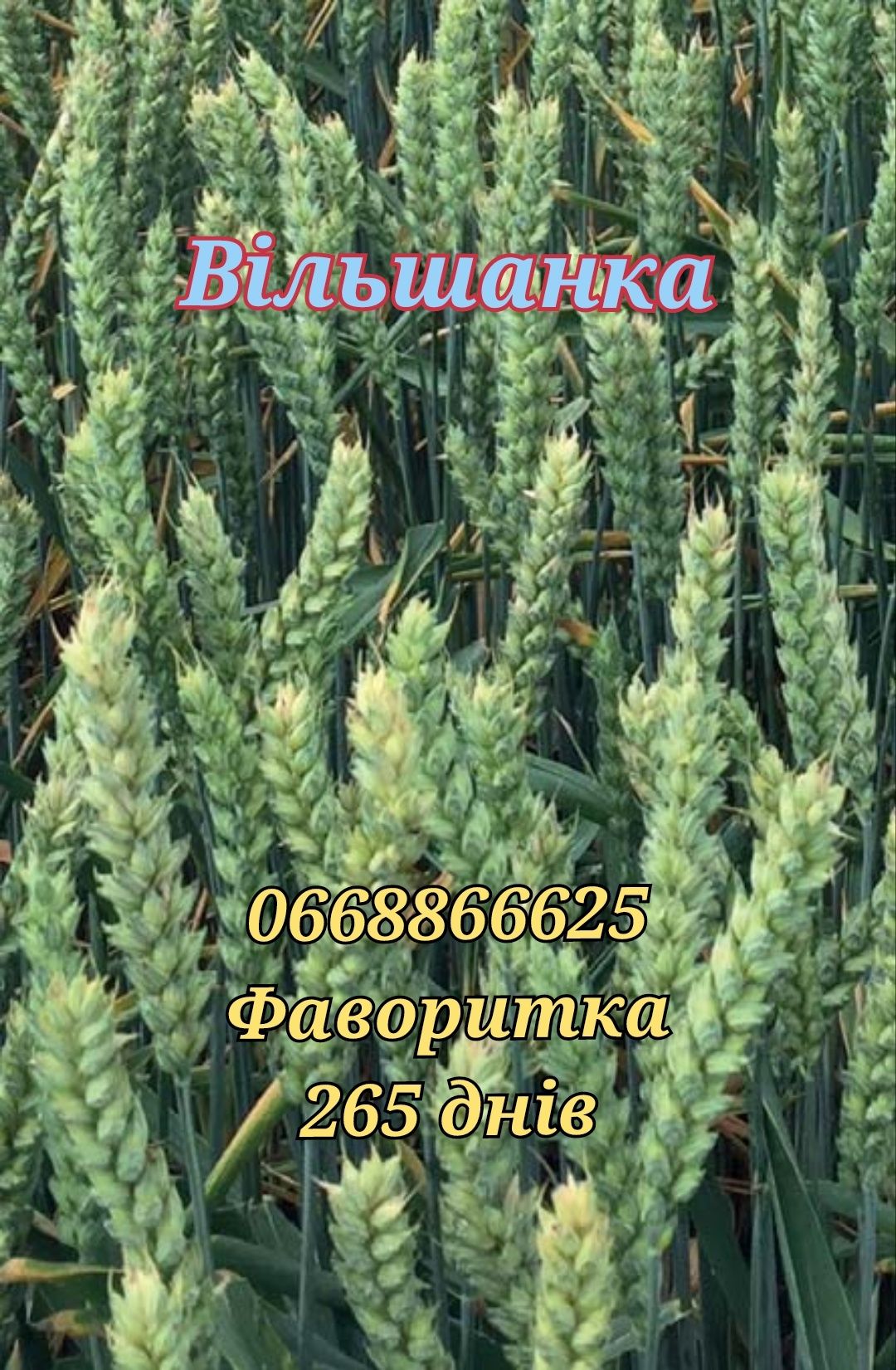 Купити озиму пшеницю на посів
