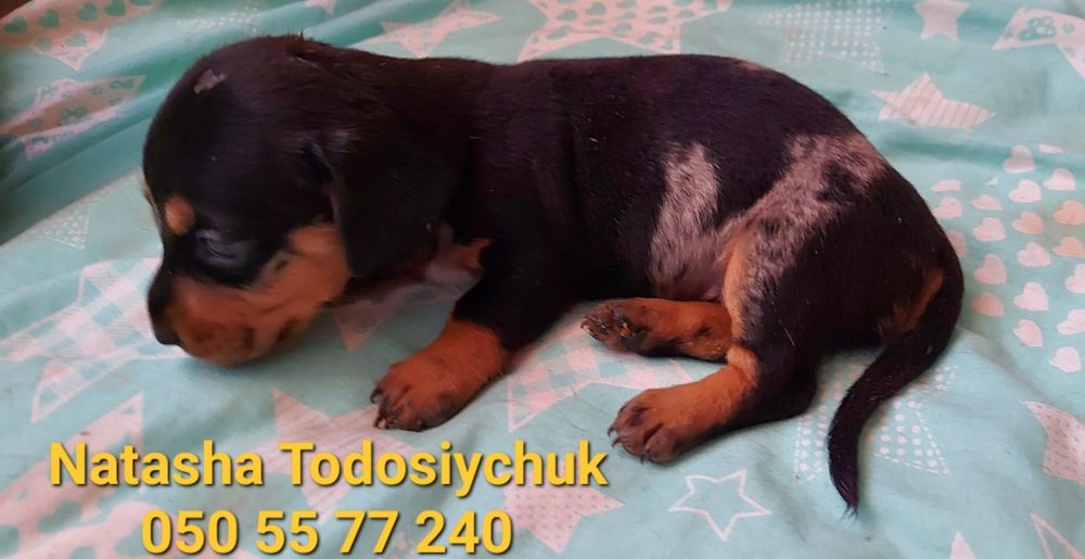 Мраморна принцесочка за декілька днів буде готова до переїзду