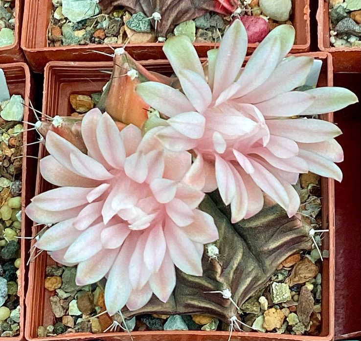 Nasiona Gymnocalycium mihanovichii VARIEGATA kaktusy, sukulenty