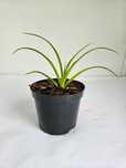 Liliowiec ogrodowy 'Crimson Pirate' (Hemerocallis 'Crimson Pirate')