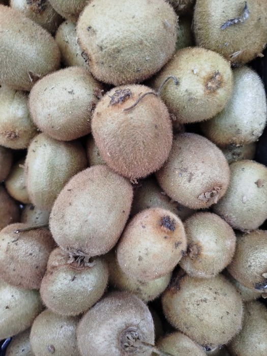 Kiwi a venda excelentes
