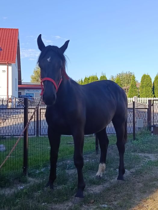 Sprzedam klaczka Śląska kara