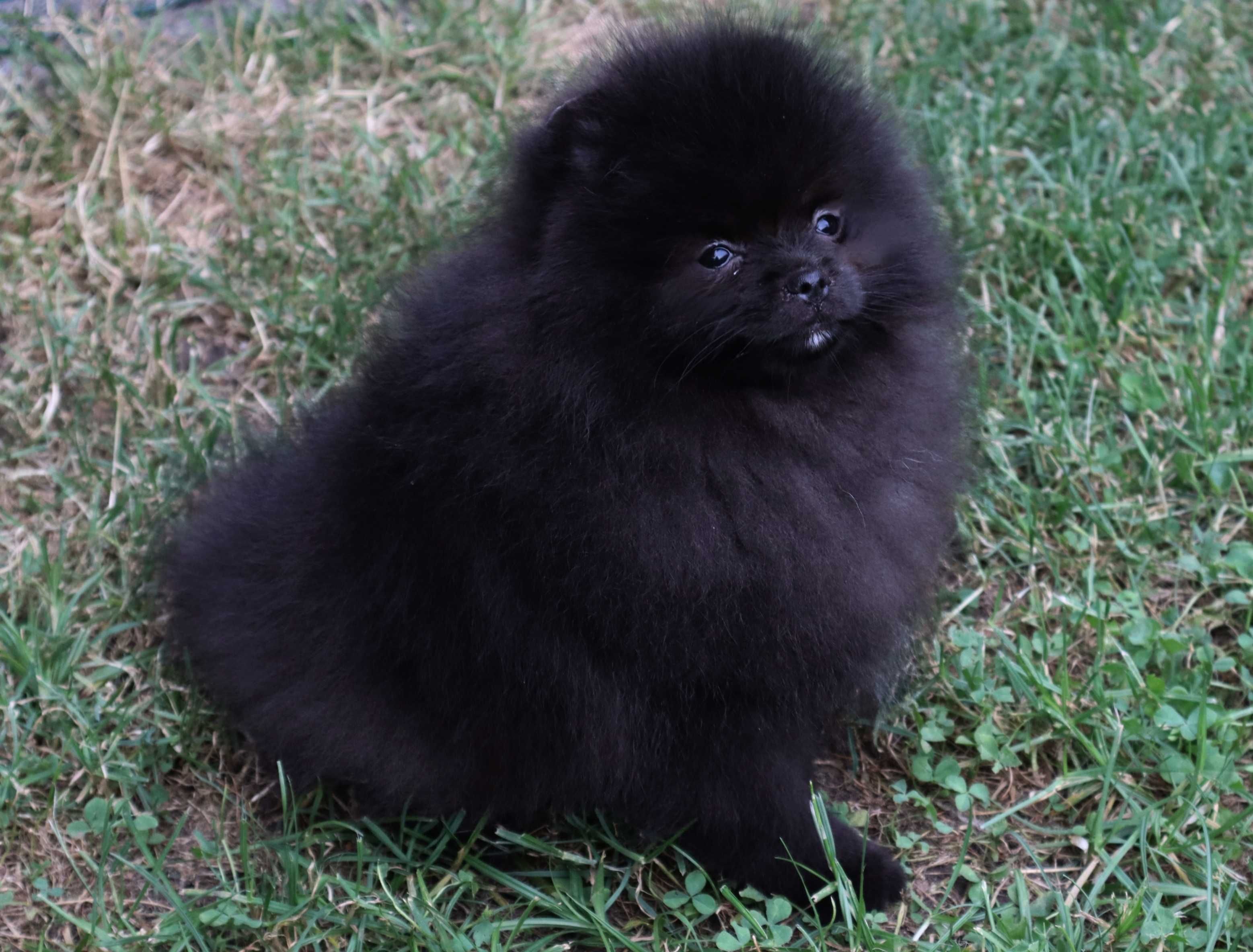 Chłopiec pomeranian