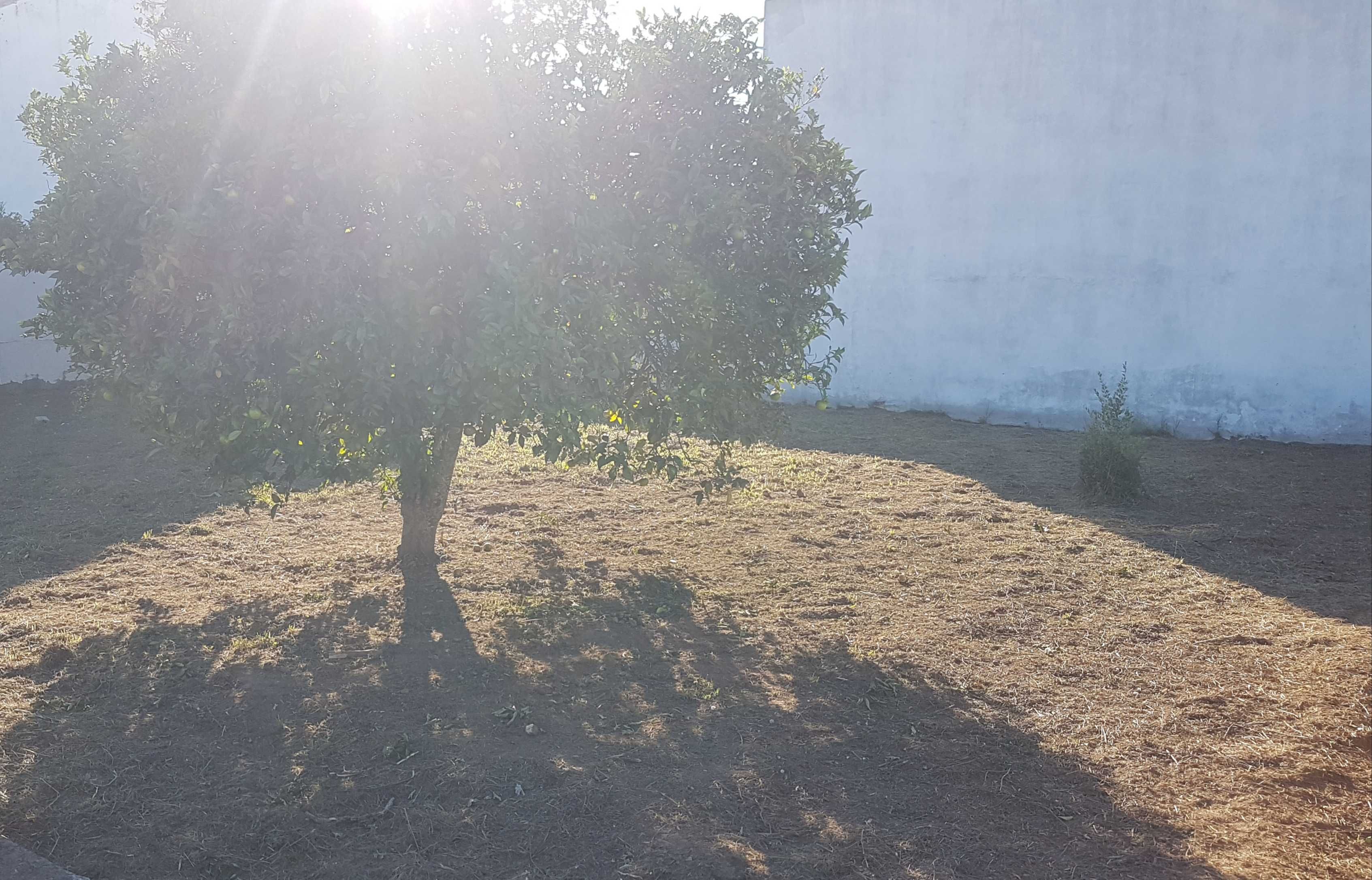 Limpamos o seu terreno à partir de 0,78€/m² - Coimbra e arredores