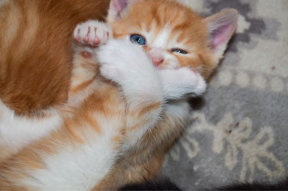 Kotki do adopcjj