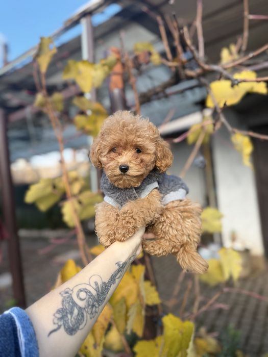 Мальтипу мальчишка