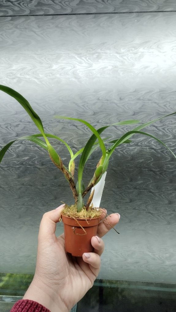 Мініатюрна орхідея Maxillaria varigata var brown