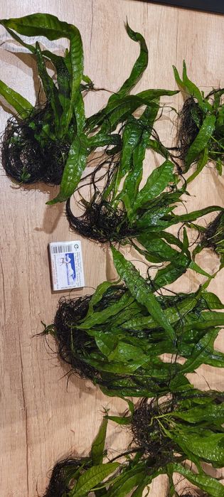 Mikrozorium oskrzydlone, mikrozorium skrzydlate