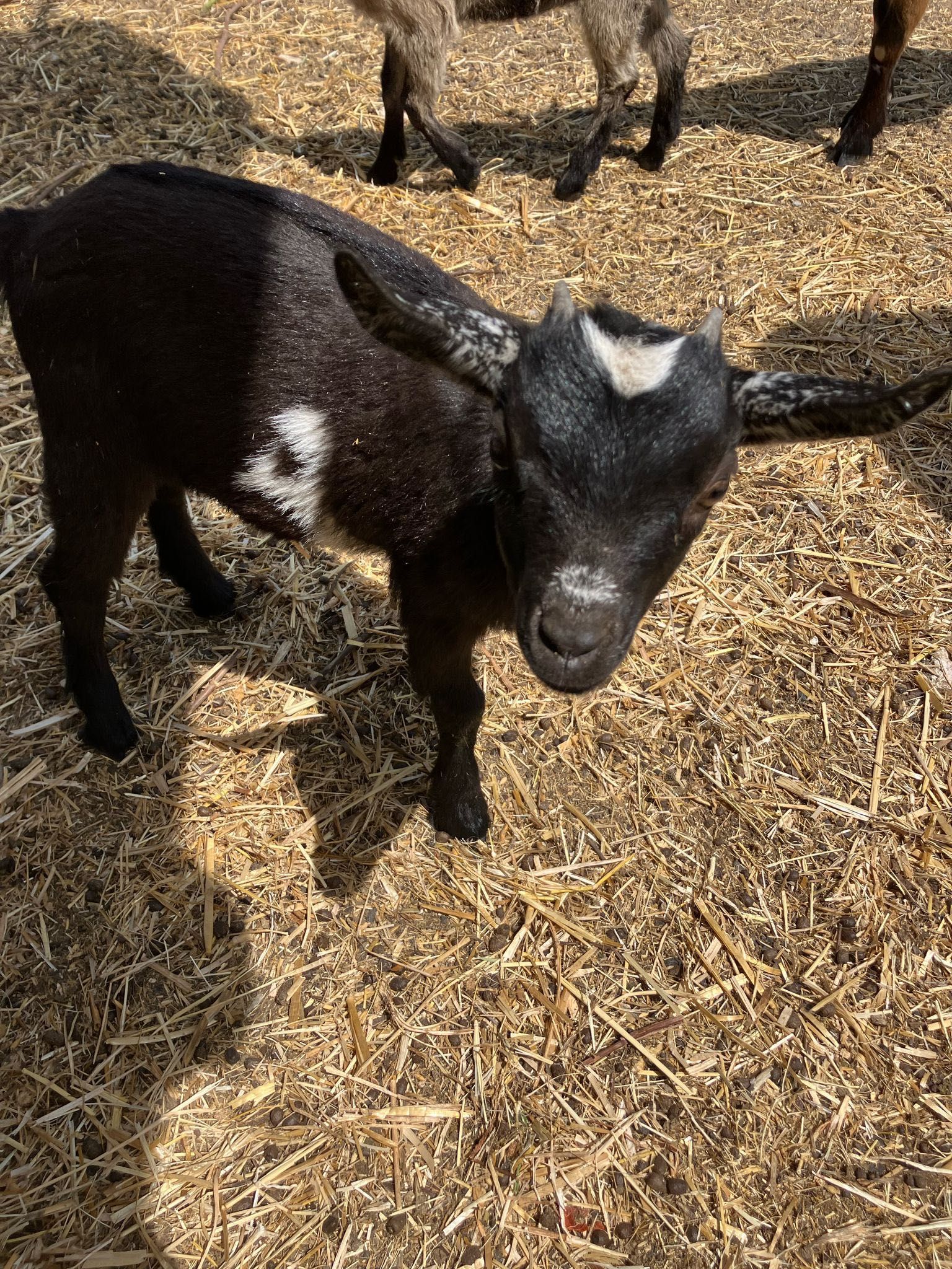 Cabras anãs bebés